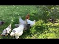 Chickens fighting over food