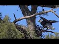 Female Bald Eagle returning to her nest