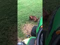 Russell the dachshund digging a hole 👍