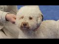 National Dog Show 2023: Sporting Group (Full Judging) | NBC Sports