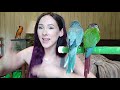 How To STOP Green Cheek Conure Biting and Make Them Listen To You