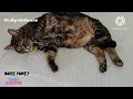 นาคีง่วงนอน#fypシ゚viral #lazycats #ทาสเเมว #แมว #viraltiktoks #viralvideo #pets #cats #kucingimut