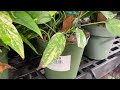 Discover Rare Plants and Hidden Gems at Calloway's | Houseplant Shop Tour