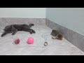 You Laugh You Lose😻🐕‍🦺Funniest Dogs and Cats 2046🤔