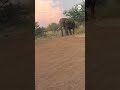 Elephant charges safari truck filled with tourists in South Africa
