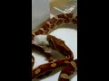 Snake Feeding Part 6.2