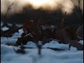 Snowy afternoon walk through German park | 4K Nature, Ambience & Calming ASMR