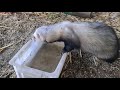 Ferret UNO in the chook enclosure