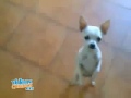 Dog Danza Kuduro