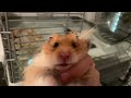 Hi,(showing my hamster)