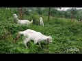 ആട്ടിൻക്കുട്ടികളുടെ കളികൾ കണ്ടാലോ🥰#goat#goats#pets#pet#animals #petanimals#petlover #trending #song