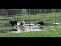 Hunter & Chaos at dog park video 2
