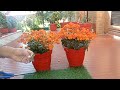 कलैंचो के बारे में ऐसी जानकारी पहले किसी ने नहीं बताई होगी /Kalanchoe Flowers Care tips