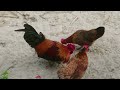 Amazing Rooster Crowing Compilation Plus 2024 Rooster sound effect video