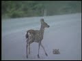 BAMBI - Alaska