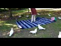 Surrounded by the cutest cockatoos | Bao vây bởi những chim két dễ thương nhất trong công viên