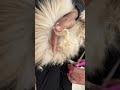 How to Trim the Hair on a Persian cat's Paws by Yourself