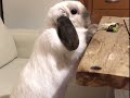 Cute bunny eating 🥕🥰🌿