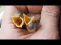 Cut Down out of a Tree - Rescuing Two Blackbird Eggs