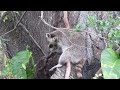 Rocco the raccoon has a family!