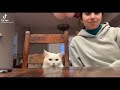 Try Not To Laugh 🤣 New Funny Cats Video 😹 - Tuxedo Cat Part 55