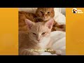 Cat Hates His New Kitten Brother Until...❤ | The Dodo