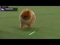 Pomeranians | Breed Judging 2020