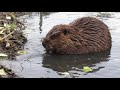 Two beavers talking to each other ... turn it up to hear how they communicate