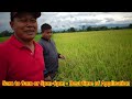 Rice Farming | 6 Expert Tips para Tumaas ang Ani sa Palay
