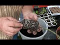 How to deal with Leggy Tomato Plants - Basic Garden Know-How || Black Gumbo