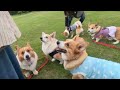 コーギーと楽しく遊ぼう！Let's have fun playing with corgis!