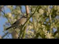 Dunnock in Blackthorn