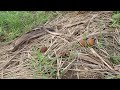 FARM VISIT JULY 14, 2024 #sugarcane #farming #jocelynlacang #farmvisits #escalante #farmer