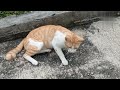 Kucing kuning baru bangun, masih ngantuk