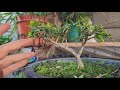 TRIMMING OLIVE TREE BONSAI