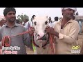 Bull Race - 2.7.2024 - hamza sky video fateh jang