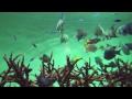 Tokyo Sea Life Park  Aquarium    Caribbean Sea