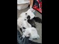 Mother cat feeding her kitten