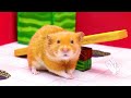 Can Hamster Escapes the Guard?🐹Hamster Kombat🐹New Pets 2024🐹HammyHappyTDC