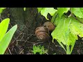 동양달팽이-지리산 야생달팽이