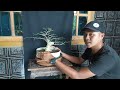 CARA MEMBUAT BONSAI SERUT BO9EL