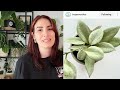 HOYA NO BUY LIST + ALTERNATIVES!! 🌿 if these 5 houseplants give you problems, try these instead!!