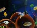 Another cichlid reef video