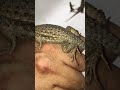 Catching & Keeping Curly lizards in Miami