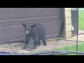 Bear in my back yard