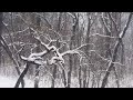 Snow Storm Ambience with Howling Wind Sounds for Relaxation and Sleeping