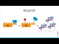 Cell Cycle & Regulation, Mitosis, Cyclins, RB, P53 & Tumor Suppressors (USMLE Esssentials)