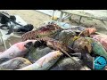 SPEARFISHING FOR SNAPPERS & GROUPERS MUST WATCH!!