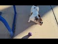 Pickles the bulldog playing fetch