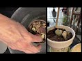 Plant Chores | Sharing Helpful Tips while Watering my Lithops